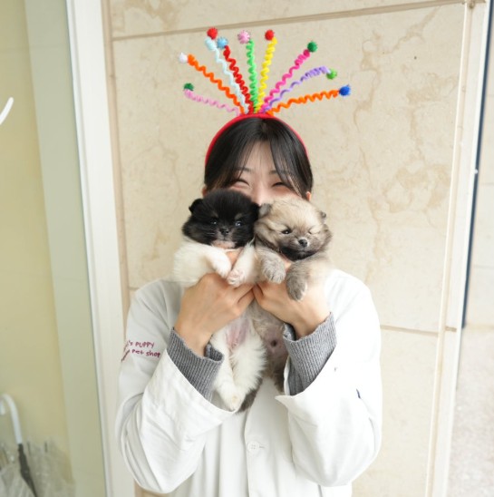 홍스퍼피 직원이 아기 포메라니안 두 마리를 안고 있는 모습